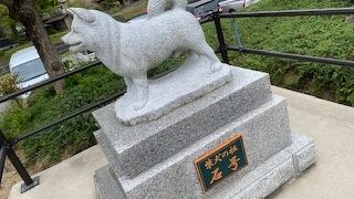 柴犬の祖とは知らなかった