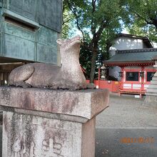 雌のの狛鹿