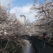 目黒川(桜並木) 