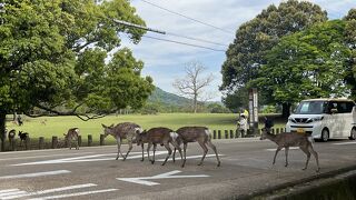 道路を渡る鹿
