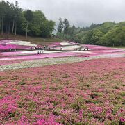 雨でも芝桜はキレイでした