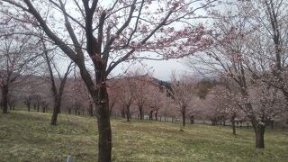 桜峠