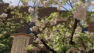 今年の桜、松月です