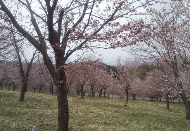 桜峠