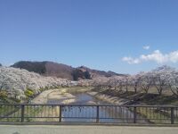 夏井の千本桜
