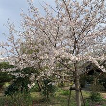 中庭の桜