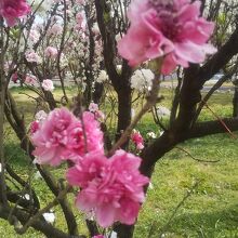 花桃の公園