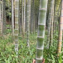 通る風も涼しい竹林