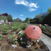 西新井大師に行って見たら、牡丹園の牡丹が見頃で、藤棚からの花穂の枝垂れも見事だった