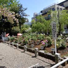 西新井大師山門を入った脇にあった第二牡丹園