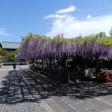 藤棚からの花穂の枝垂れは見事だった