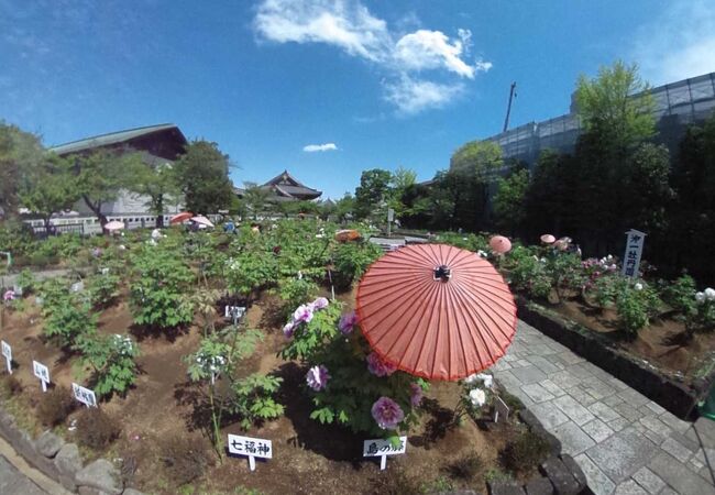 西新井大師に行って見たら、牡丹園の牡丹が見頃で、藤棚からの花穂の枝垂れも見事だった