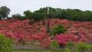 とても広い公園で、ツツジが満開でした。
