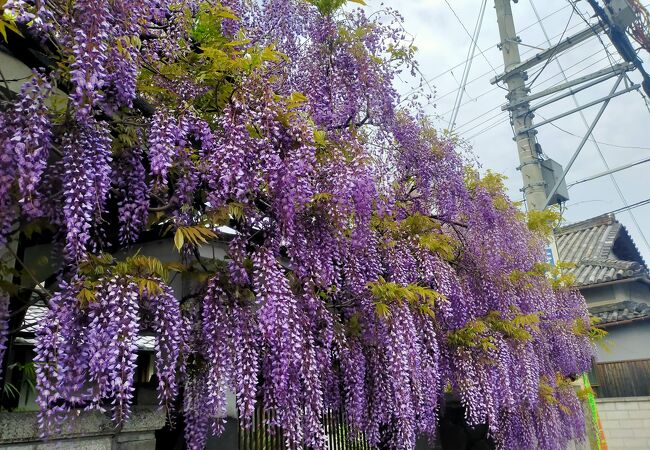 甘い香りの藤棚が綺麗