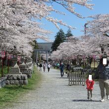 相馬中村神社への参道も満開の桜