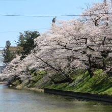 お堀周りの桜もいい風情でした