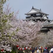 桜の松山城は奇麗です