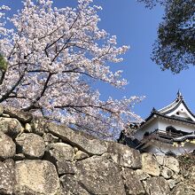 桜とお城は良く似合います