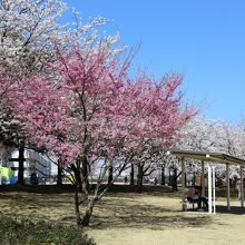 公園の桜