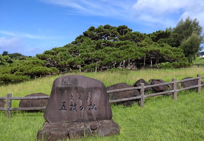 久米島 五枝の松