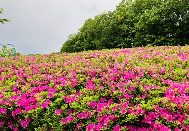 あつぎつつじの丘公園