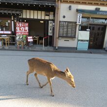 急に出てきた鹿