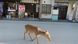 かなりの数の鹿がいました。