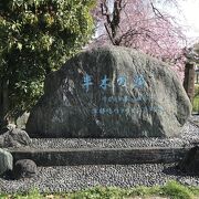 シダレ桜がトンネルのように続く桜名所