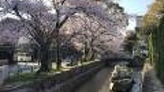 高瀬川一之船入で、見事な枝ぶりのソメイヨシノ