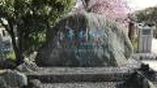 シダレ桜がトンネルのように続く桜名所