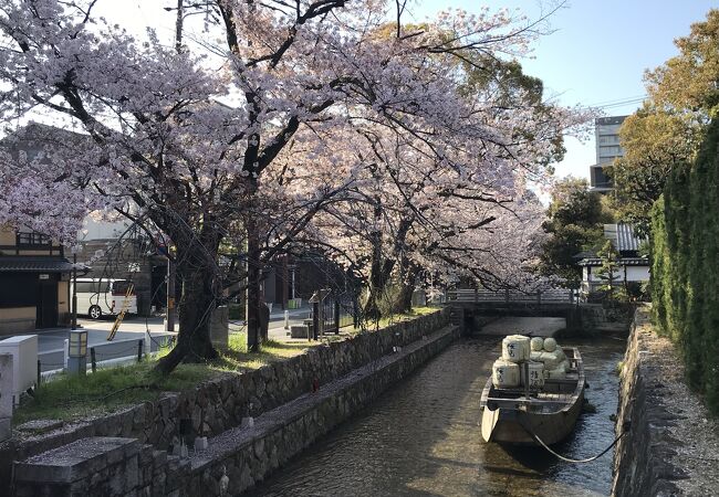 高瀬川一之船入で、見事な枝ぶりのソメイヨシノ