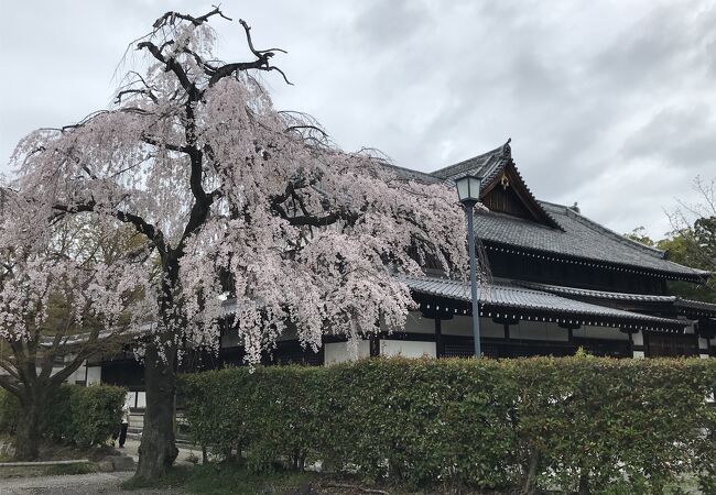 桜馬場通を歩くと通り沿いにソメイヨシノ