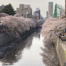 桜並木です