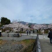 例年訪れてみたくなる中之島の桜