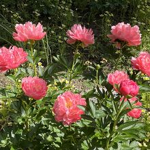 筥崎宮神苑花庭園