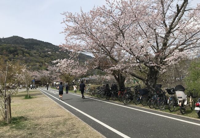 起点となる場所沿いにソメイヨシノ