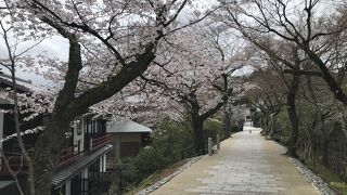 あじろぎの道から宇治公園の桜も