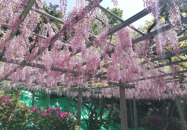 4月末は藤が見頃