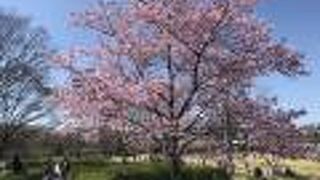梅が過ぎていたが、桜やハクモクレンの花がきれい