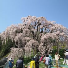 三春の滝桜