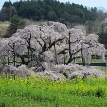 三春の滝桜