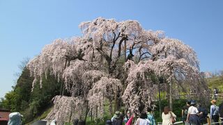 裏磐梯・三春ドライブ散策で三春の滝桜を見に行きました