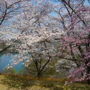 裏磐梯・三春ドライブ散策でさくらの公園に寄りました
