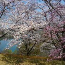 さくらの公園