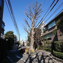 旧近衛邸のケヤキ 