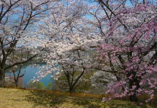 裏磐梯・三春ドライブ散策でさくらの公園に寄りました