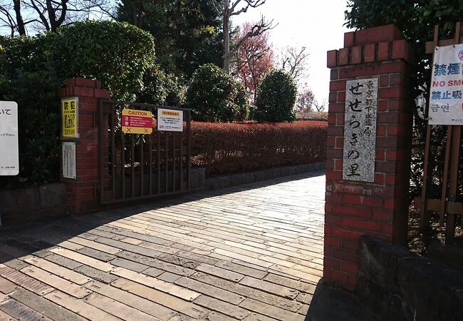 芥のせせらぎ ごりら公園 今日も暑いですね☀️ 少し涼しげな第一湧水の流れです 公園では