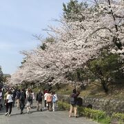 高台寺公園のソメイヨシノが丁度見頃