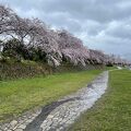 秦野桜まつり