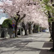 クルマに乗ったままで桜を愛でようとする通り